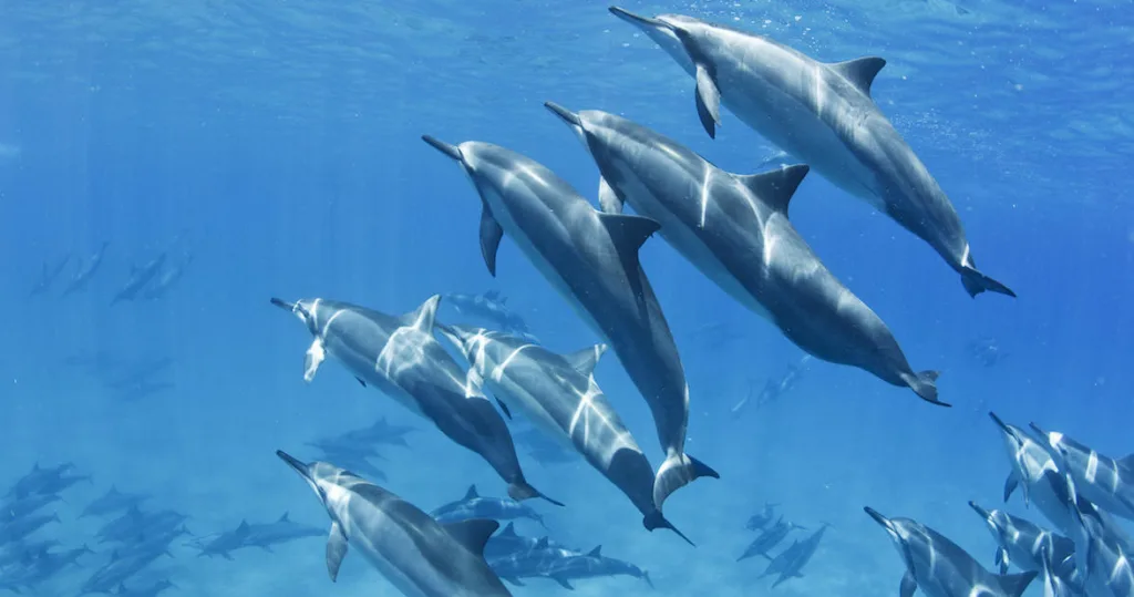 West Maui mountains with hiking trail in foreground