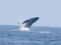 Whale breaching the ocean surface during a whale watching tour
