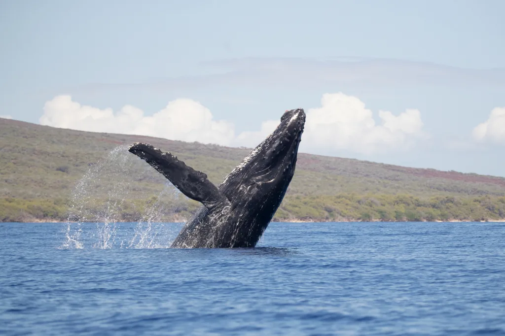 Whale watching cruise departing from Ma'alaea Harbor