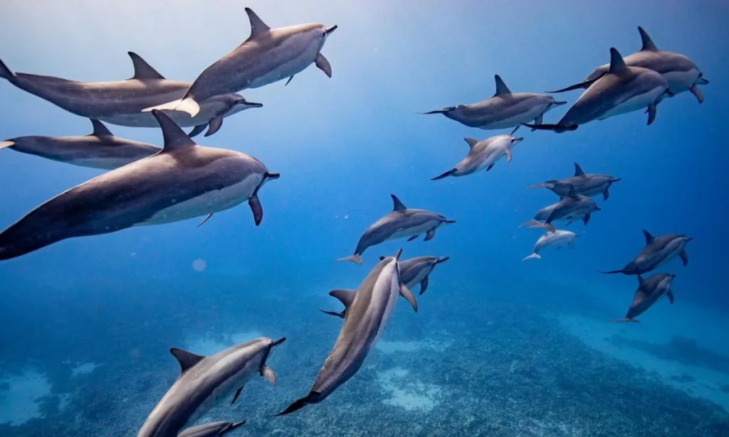 Eco-raft snorkeling with dolphins near Lanai island