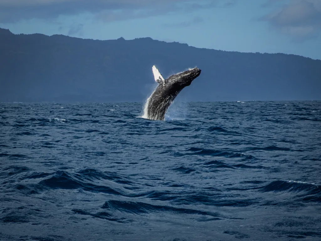 Tourists watching whales breach near Waikiki coastline