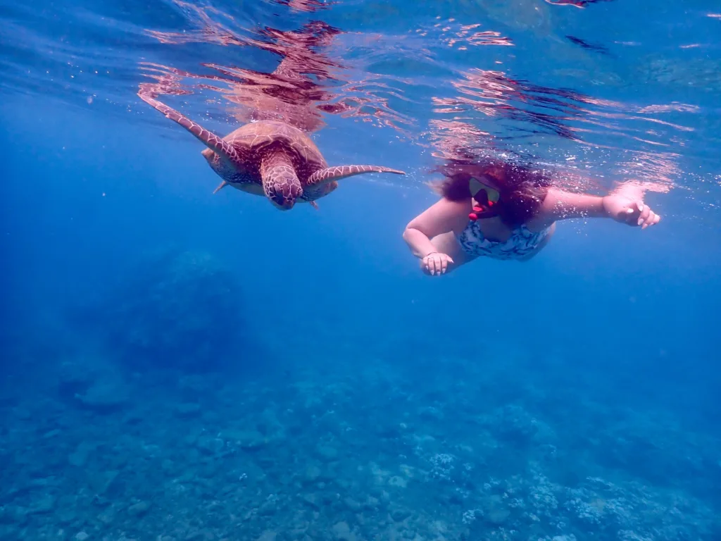 Snorkelers swimming near sea turtles in Turtle Town waters