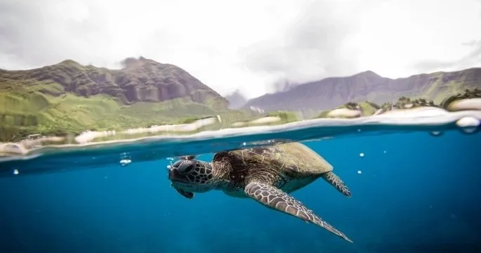 Scuba diver exploring colorful coral reef underwater