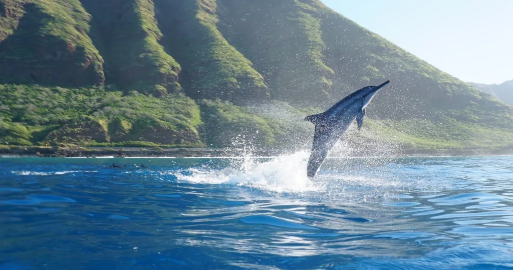 Catamaran sailing with dolphin watching and snorkeling stops