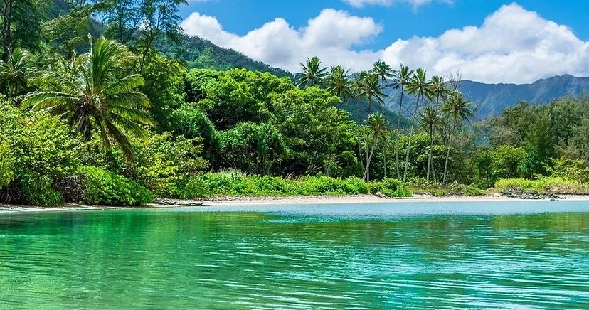 Kayak and stand-up paddleboards lined up on shore