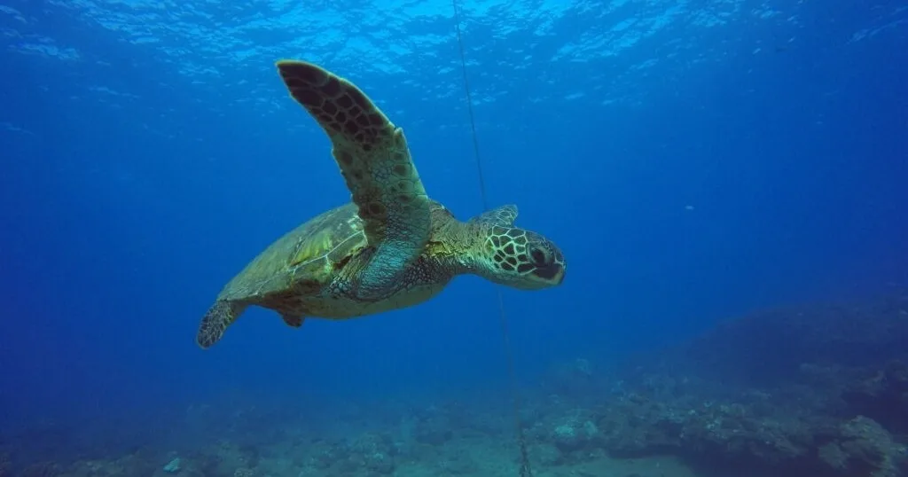 Private non-certified shore dive with two tanks in Kauai