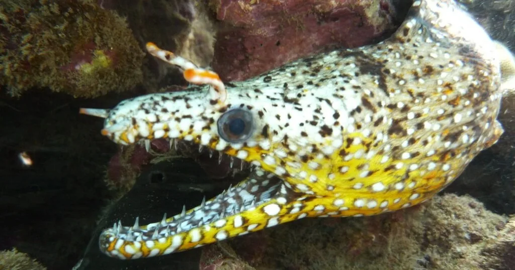 Group night dive at Koloa Landing with one tank