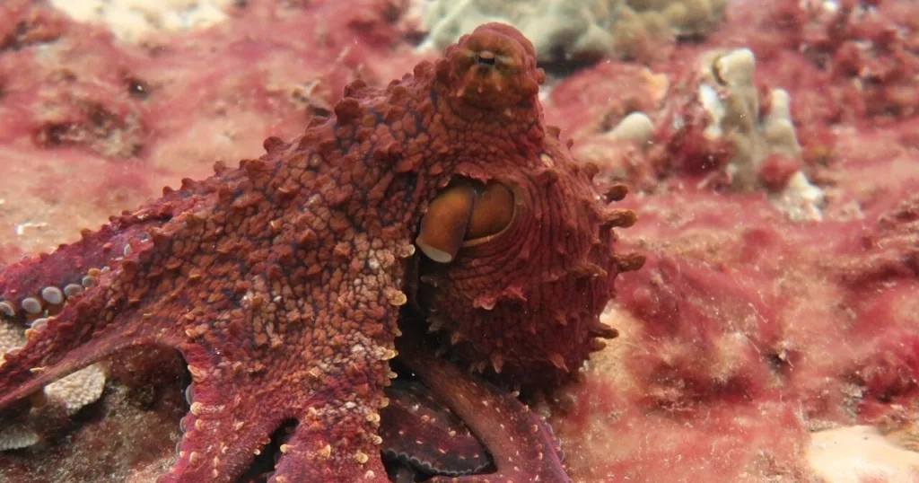 Night shore dive with private group at Koloa Landing