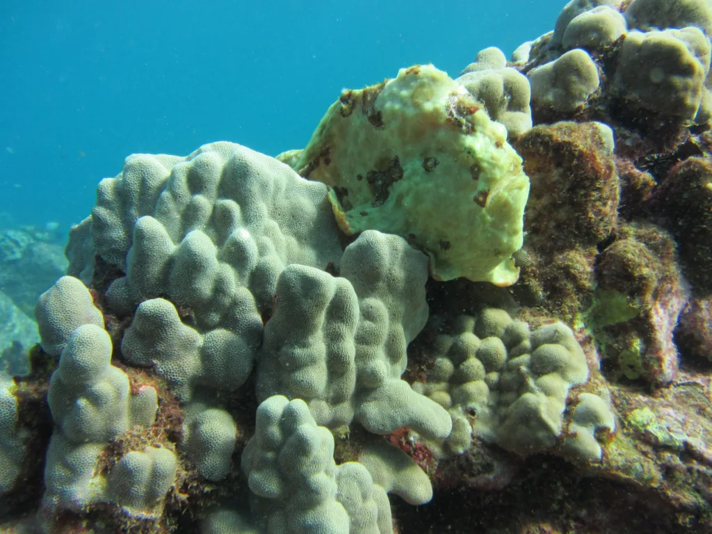 Group enjoying twilight and night shore dive at Koloa