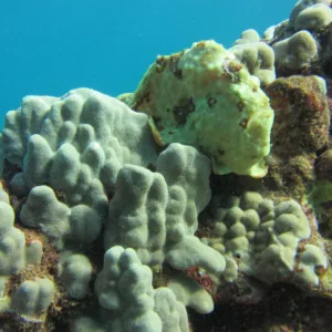 Group enjoying twilight and night shore dive at Koloa