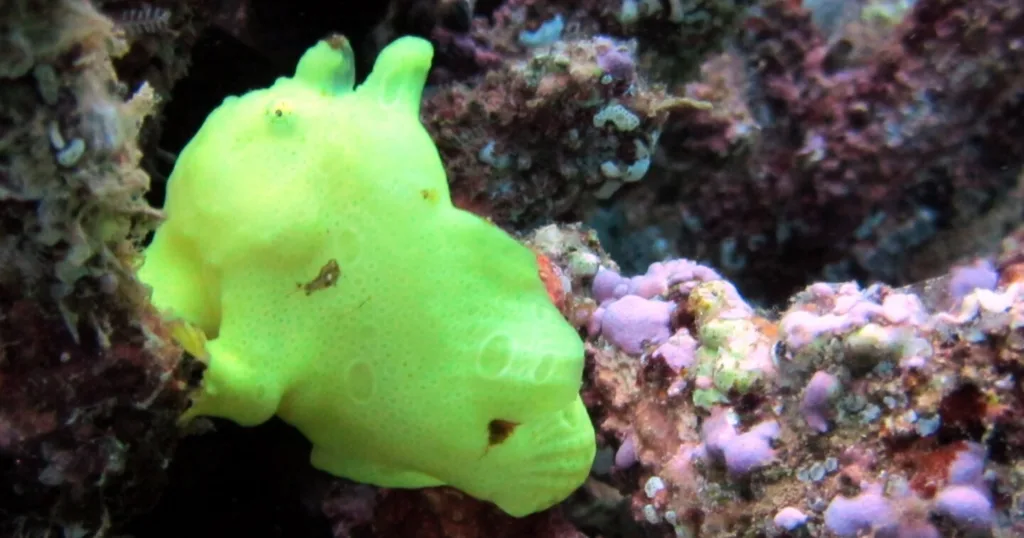 Private twilight and night shore dive at Koloa Landing