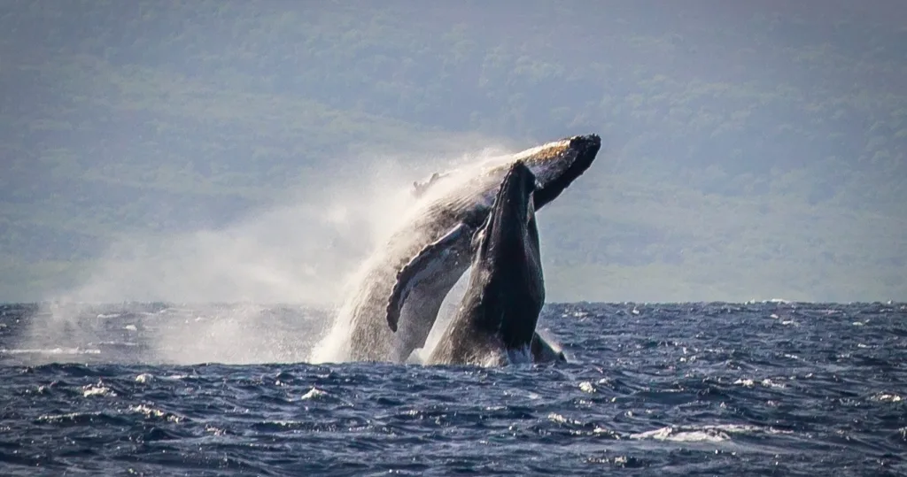 Two-hour whale watching tour along Na Pali Coast Maui