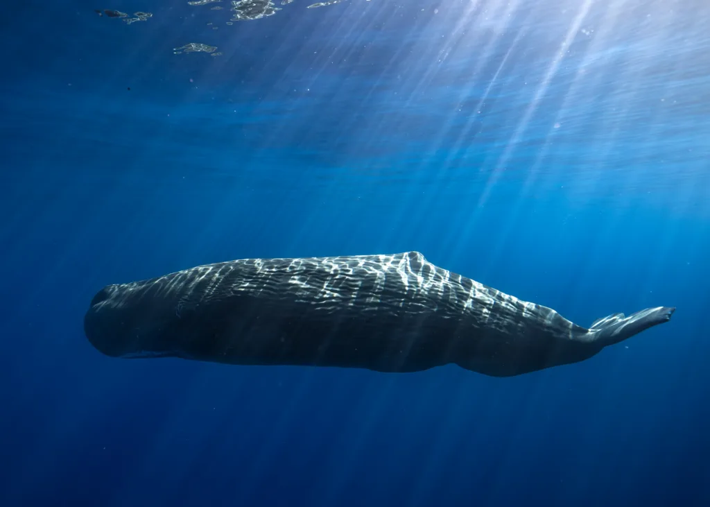 Long range pelagic safari exploring deep ocean wildlife