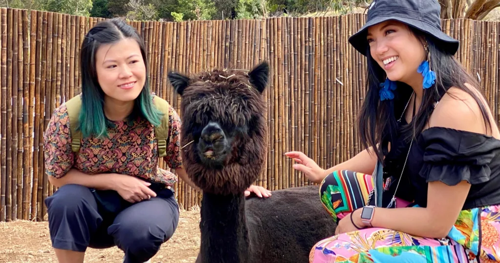Guests interacting with alpacas during Maui farm visit tour