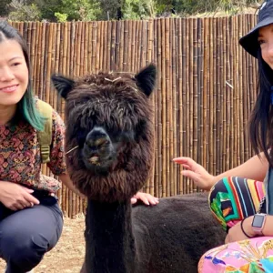 Guests interacting with alpacas during Maui farm visit tour