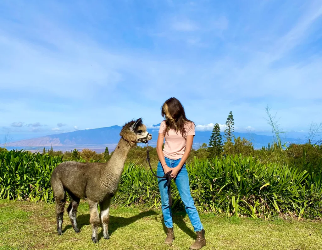 Trekking through Maui's landscapes with friendly alpacas