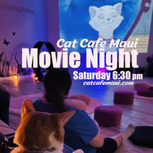 Enjoy a movie featuring playful cats on island tour