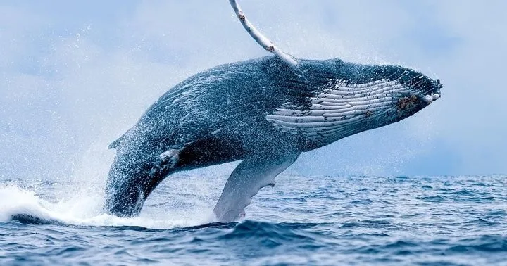Whale watching tour departing from Ma'alaea Harbor on Malolo