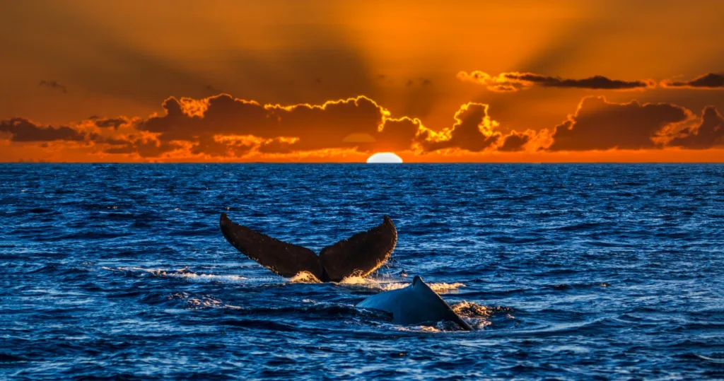 Whale breaching near Waikiki coastline on tour