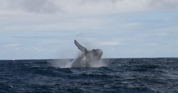 Afternoon whale watch boat near Haleiwa shore