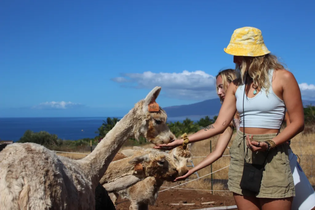 Tour featuring alpaca encounters and tropical fruit tasting