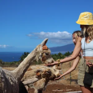 Tour featuring alpaca encounters and tropical fruit tasting