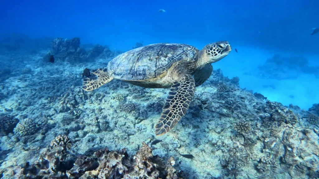 Divers exploring vibrant coral reefs near Waikiki beach