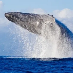 Tour group walking along South Shore coastline