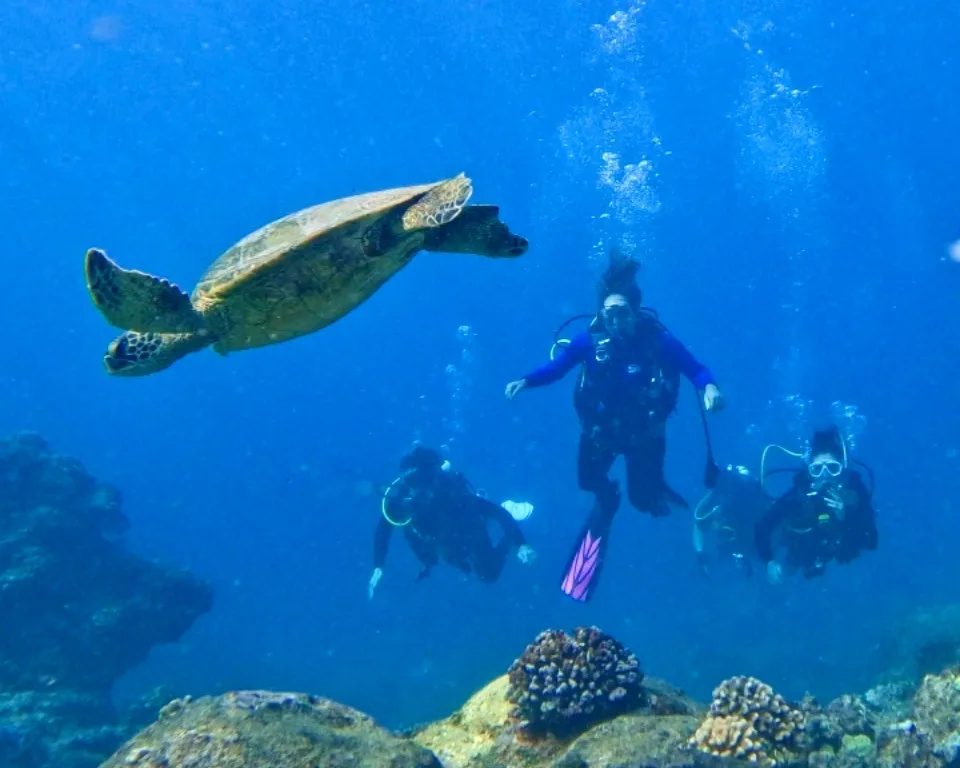 Small group guided shore dive on the west side coast