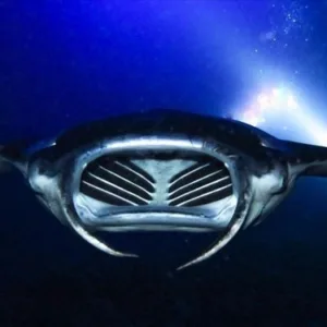 Private sunset snorkeling tour with manta rays in Kona