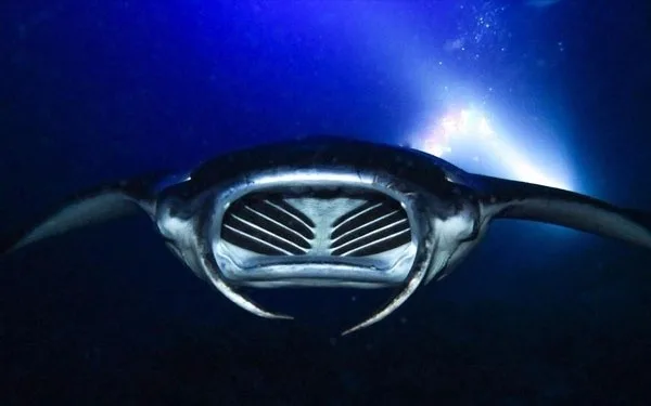 Private sunset snorkeling tour with manta rays in Kona