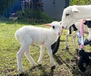 Guided tours exploring the public sanctuaries of Big Island