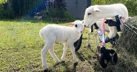 Guided tours exploring the public sanctuaries of Big Island
