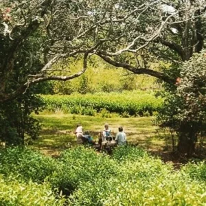 Visitors experiencing premium tea tasting in lush Big Island tea fields