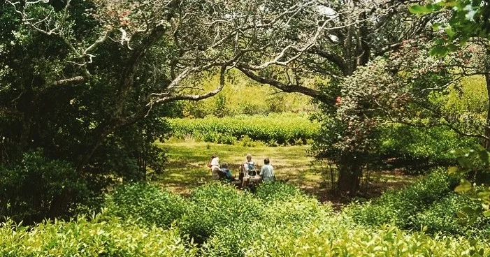 Visitors experiencing premium tea tasting in lush Big Island tea fields