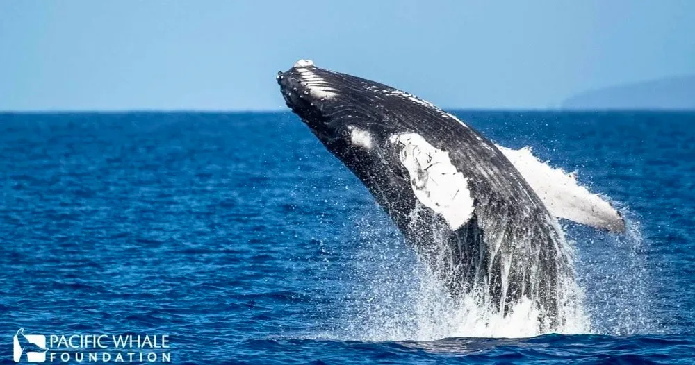 Exclusive whale watching with expert guides from Ma'alaea