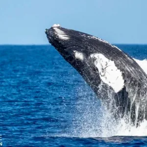 Exclusive whale watching with expert guides from Ma'alaea