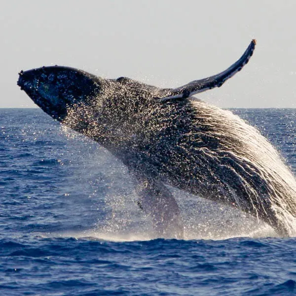 Sailboat on ocean during whale watching tour at Ma'alaea