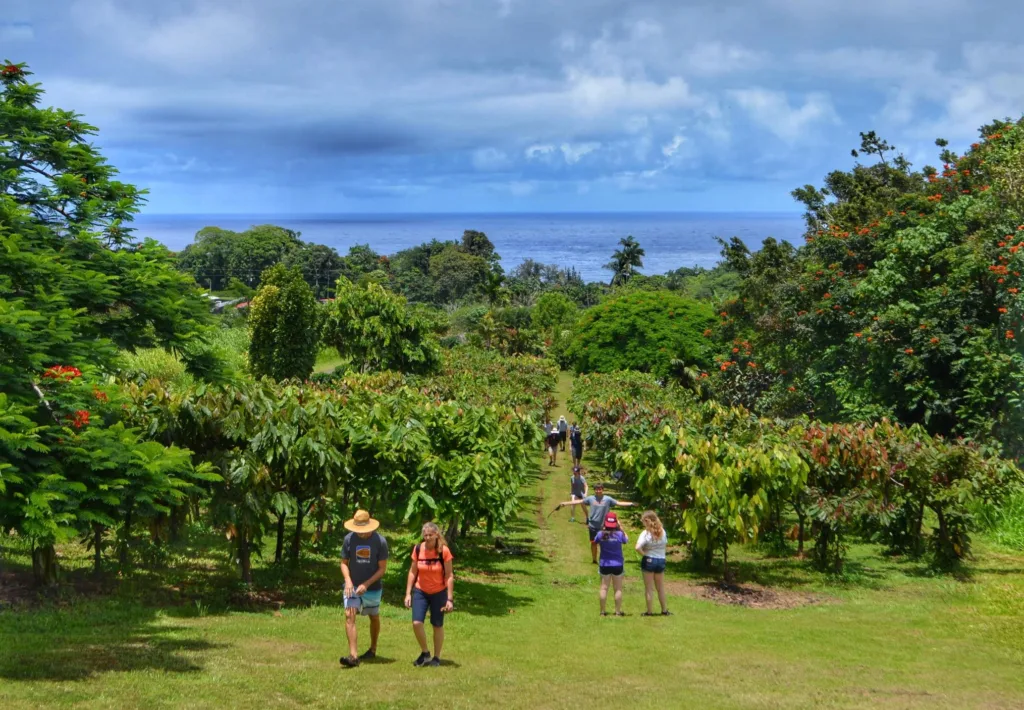 Tour Hamakua Chocolate Farm with tasting of fresh chocolates