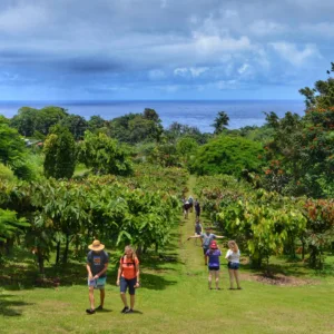 Tour Hamakua Chocolate Farm with tasting of fresh chocolates
