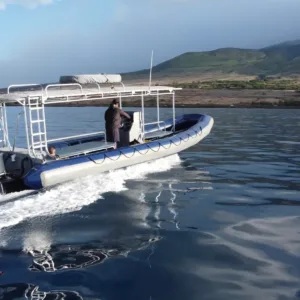 Tourists observing whales in Maui ocean waters