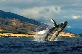 Private boat watching whales near Ka`anapali Beach