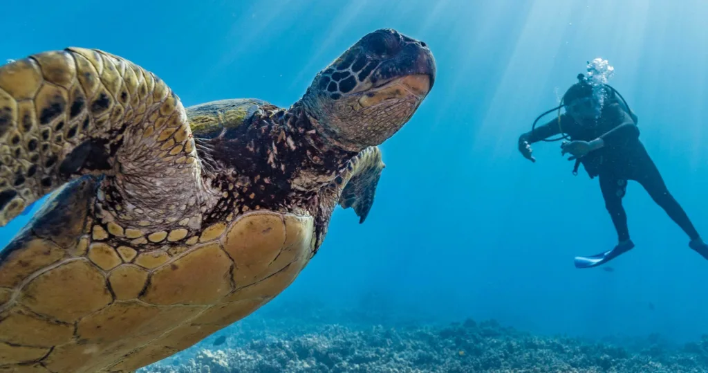 Guided scuba diving adventures exploring Maui's reefs