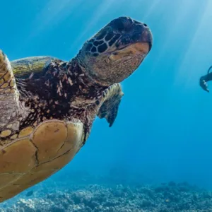 Guided scuba diving adventures exploring Maui's reefs