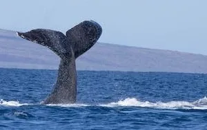 Whale watching tour off the coast of Maui