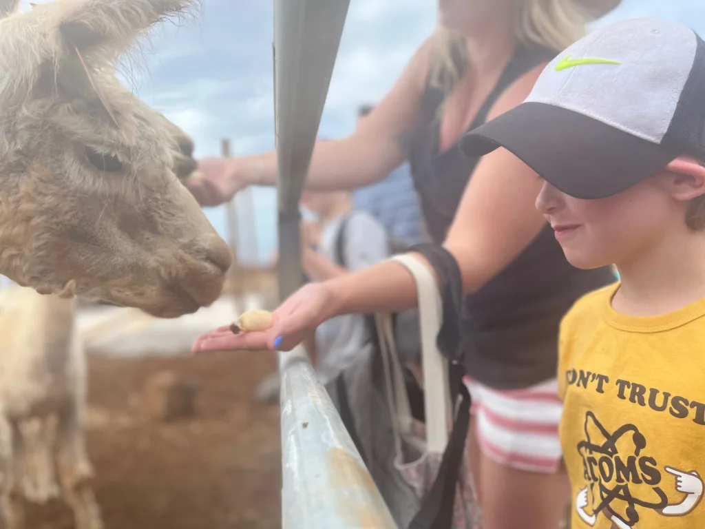 Visitors interacting with alpacas at dragon fruit farm