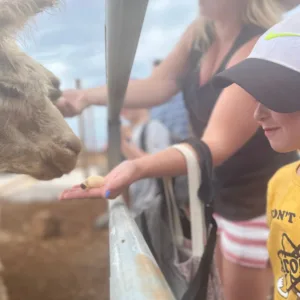 Visitors interacting with alpacas at dragon fruit farm
