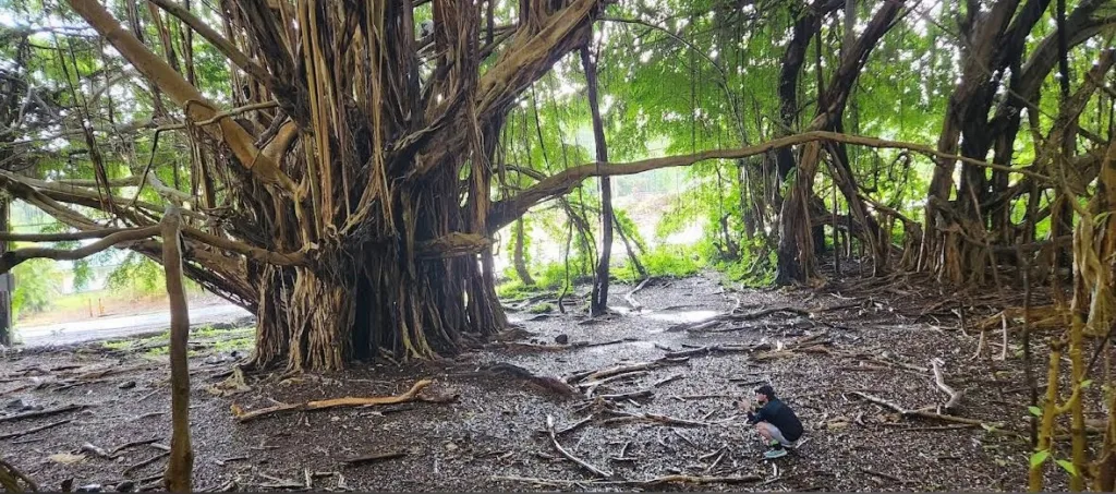 Majestic Akaka Falls surrounded by lush rainforest greenery