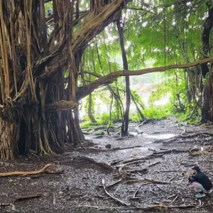 Majestic Akaka Falls surrounded by lush rainforest greenery