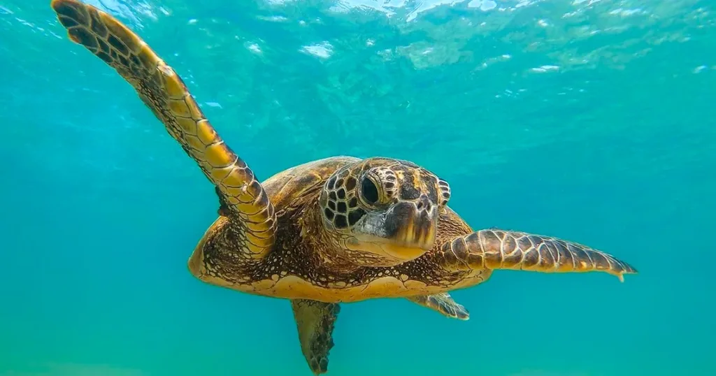 Snorkeler observing sea turtles in clear ocean waters
